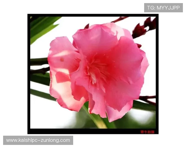 尊龙现金娱乐旧版ra选就送38活动规则与条款详细解读，确保玩家权益得到保障